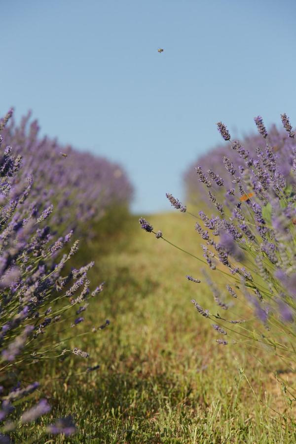 Grandono Agriturismo In Maremma Scansano Eksteriør billede